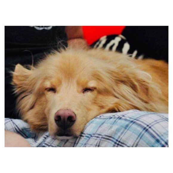 CUSTOM FRAMED PET PORTRAIT PAINTING - Picture 6 of 7